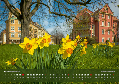 Kalenderblatt März 2024: Narzissen auf dem Yorckplatz in Karlsruhe